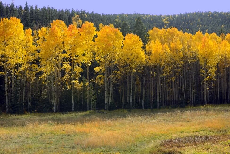 New Mexico Aspen Trees