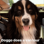 Escape campervan tour dog