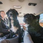 Campervan Road Trip with Dogs