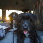 Dogs in a campervan