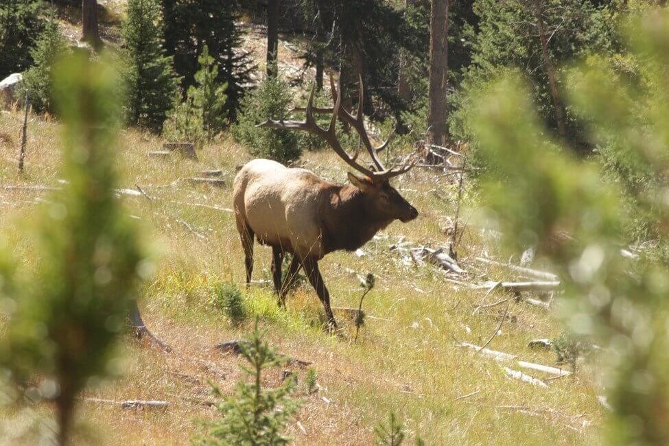 elk colorado road trip