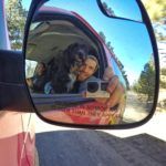 Road Trip with Dogs
