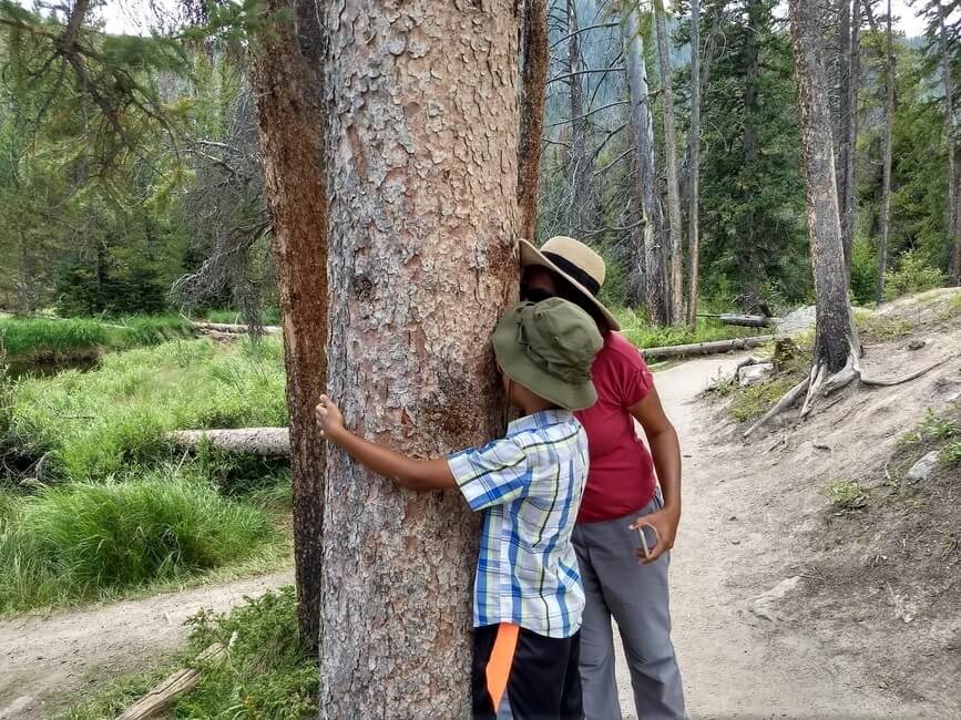 Hugging trees on a national park road trip