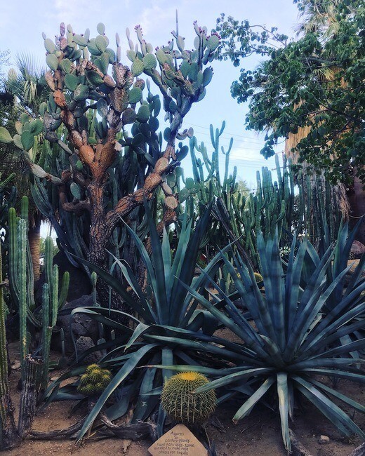 Moorten Botanical Garden California