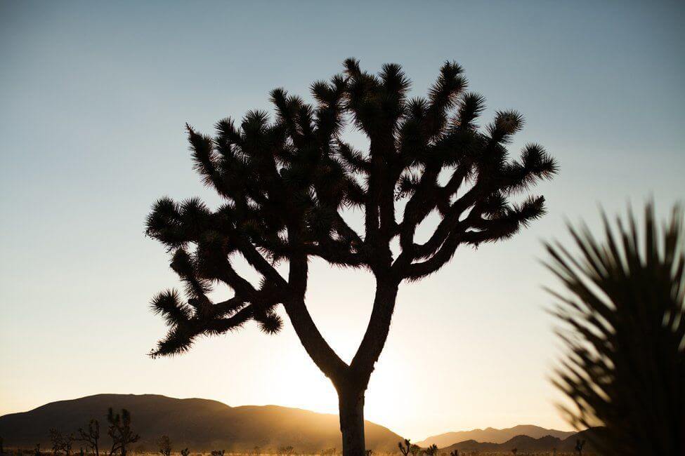 Joshua Tree National Park California