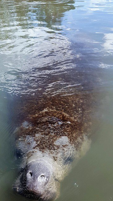 Bairs Cove manatee