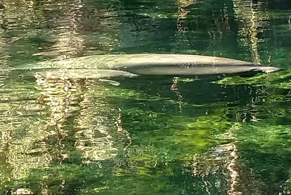 Manatee cow and calf at blue spring state park florida