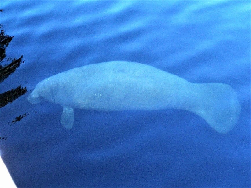 Manatee Blue Spring State Park Florida