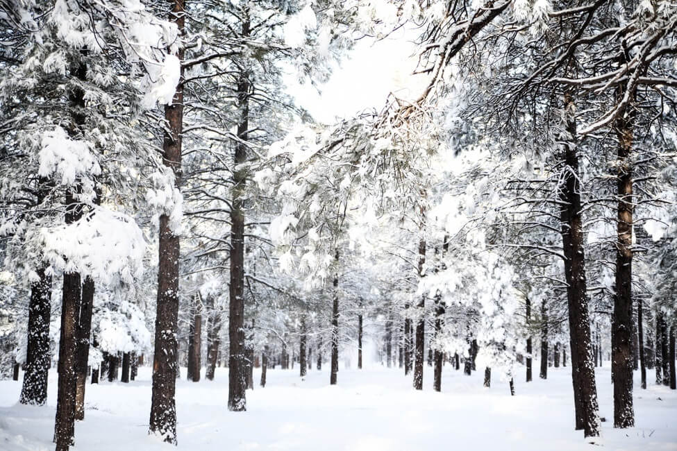Snowy Forest in Flagstaff Arizona