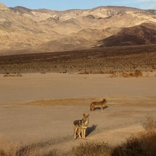 Wildlife Arizona Road Trip