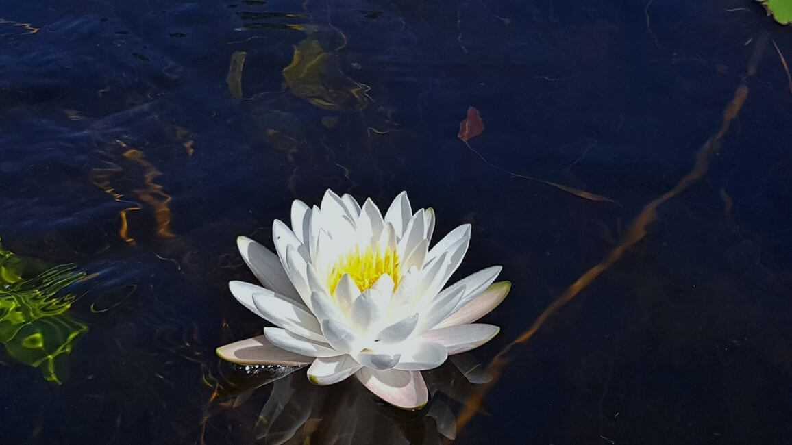 Water Lily Florida