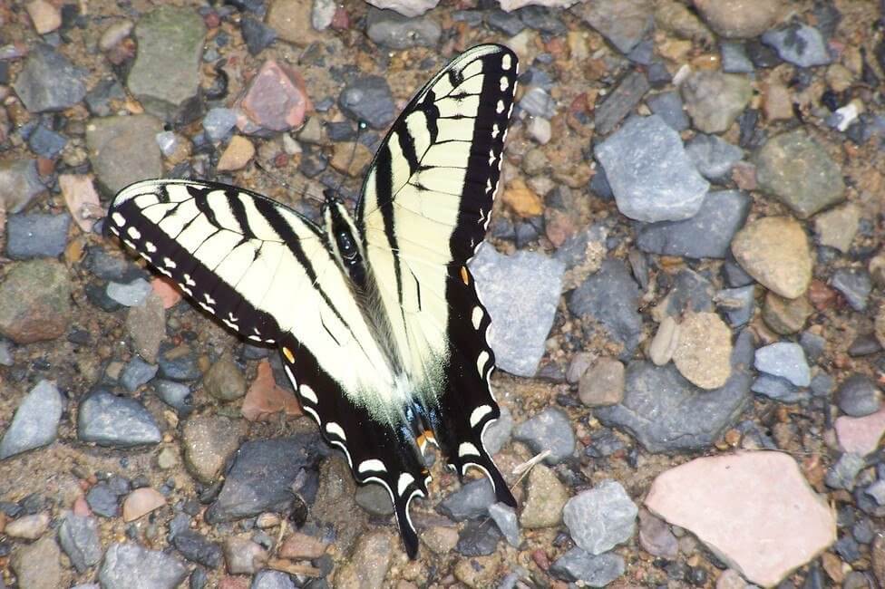 Butterfly in Florida