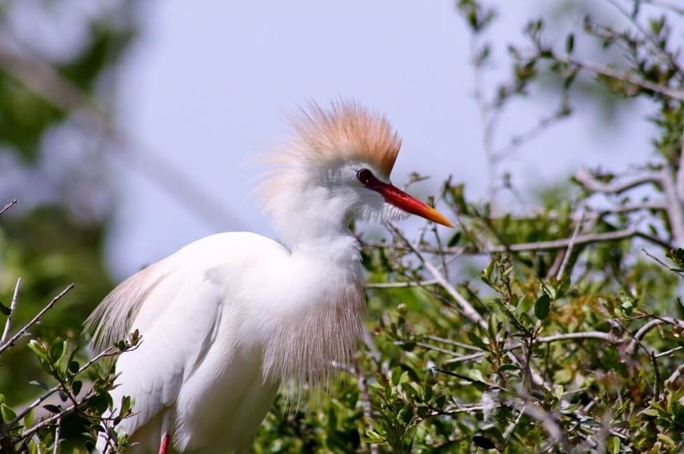Cattle Egret, Florida Wildlife
