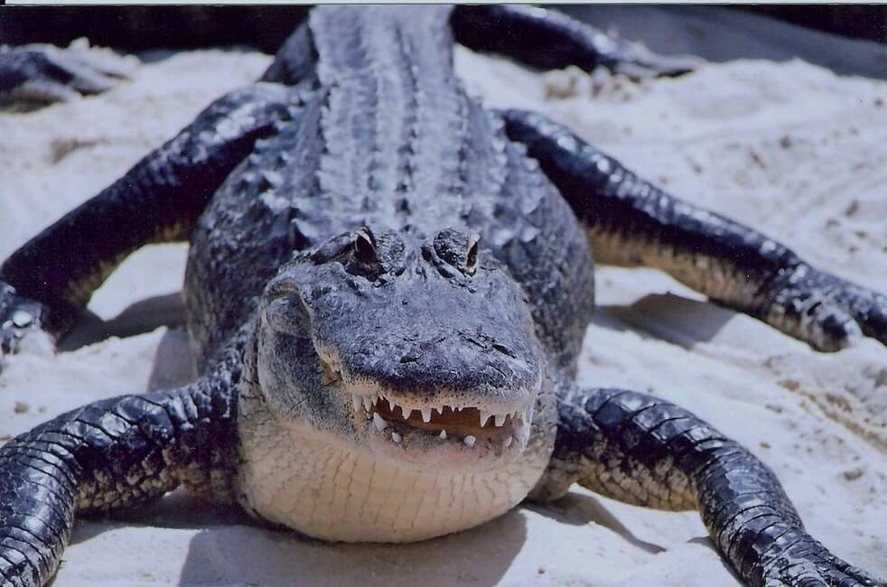 Alligator in Gatorland, Florida