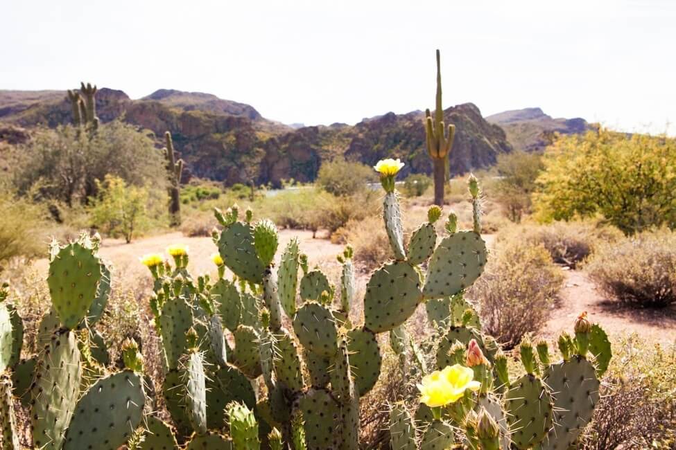 Cactus at Butcher Jones Trail Arizona