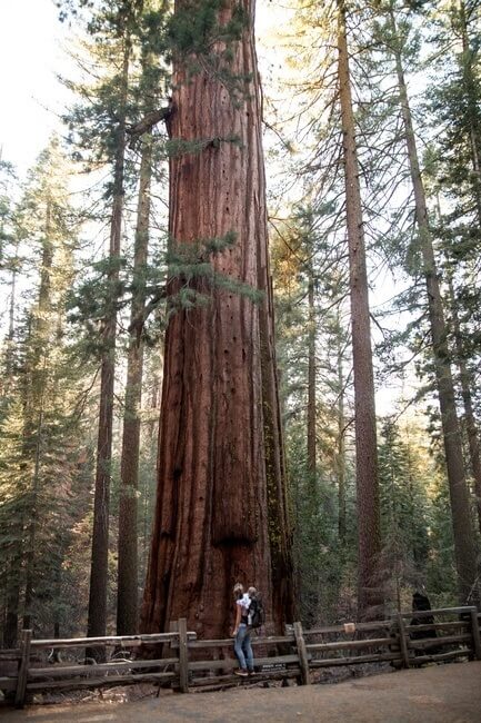 Hiking Redwoods Yosemite National Park California