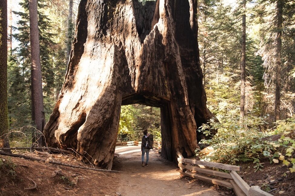 Walking through Redwood tree in Yosemite