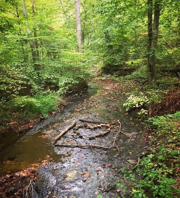 Natchez Trace Parkway Nashville Tennessee Forest