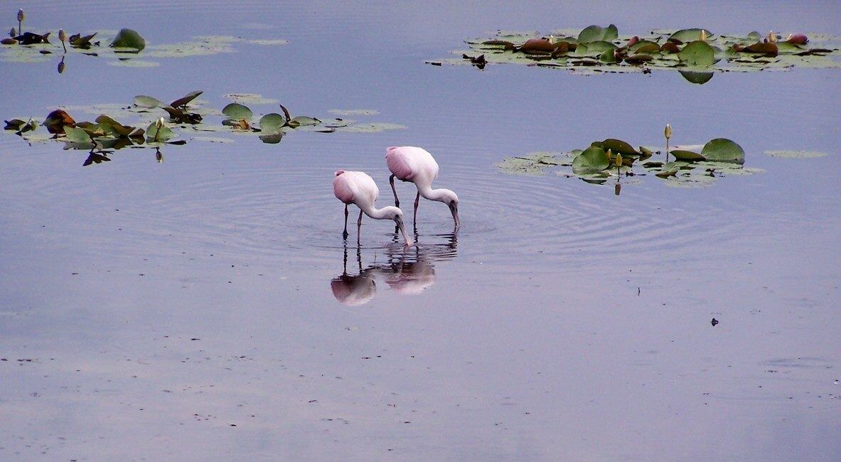 Roseate Spoonbill Standing in Water