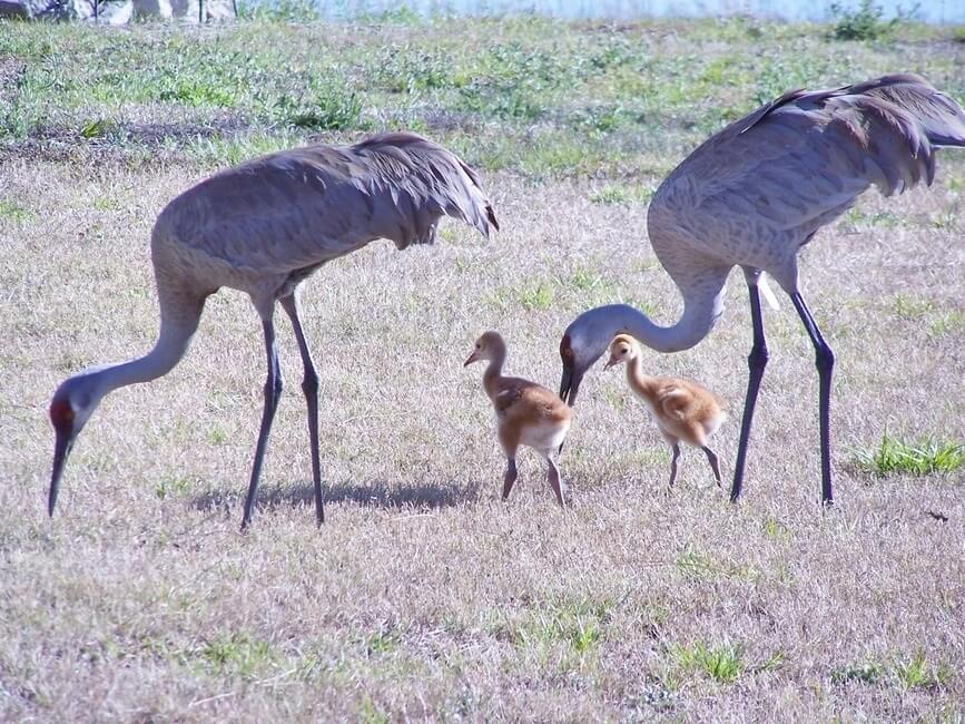 Sandhill Crane with Chicks in Florida