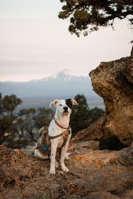 Smith Rock State Park Oregon Dog