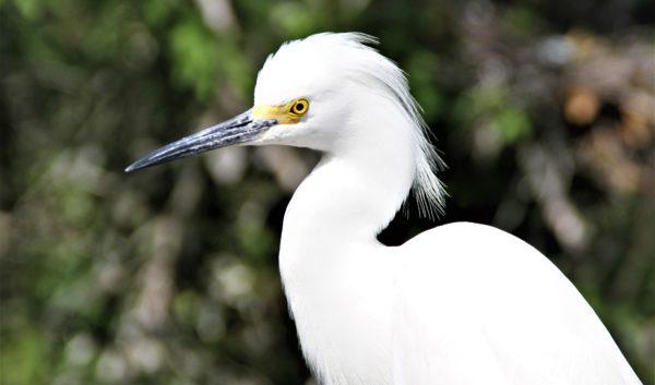 Snowy Egret in Florida