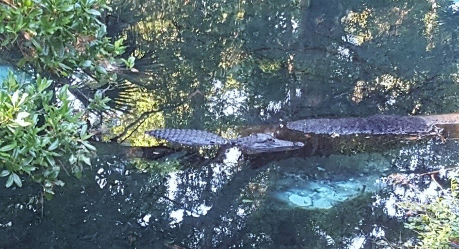 Alligator at Juniper Run, Ocala National Forest, Florida
