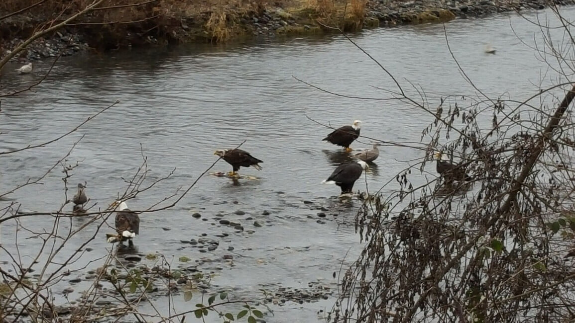 Bald Eagles Nooksack River Washington