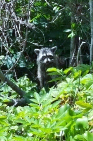 Raccoon at Juniper Run, Ocala National Forest, Florida