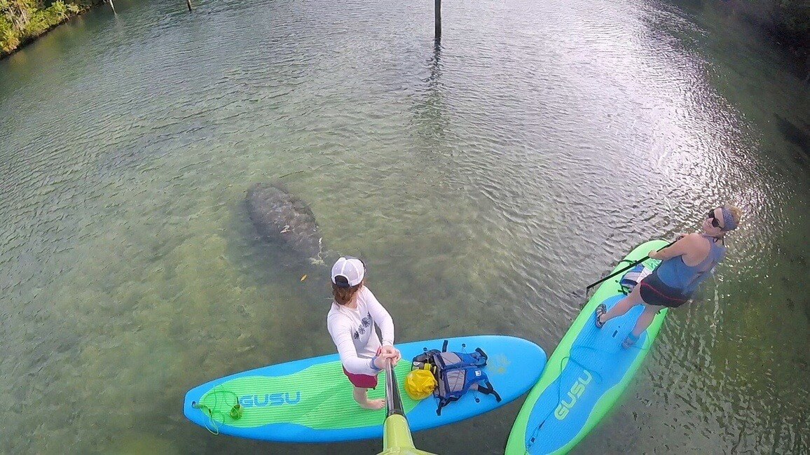 Stand Up Paddle Boarding with Manatees Florida