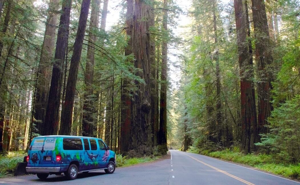 Avenue of the Giants Road Campervan