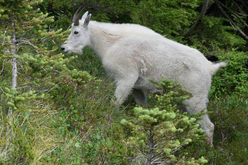 Mountain Goat Mt Rainier Washington