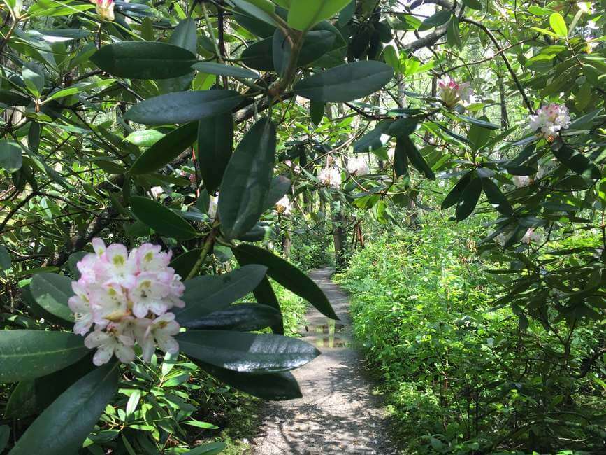Pachaug State Forest Rhododendron Sanctuary