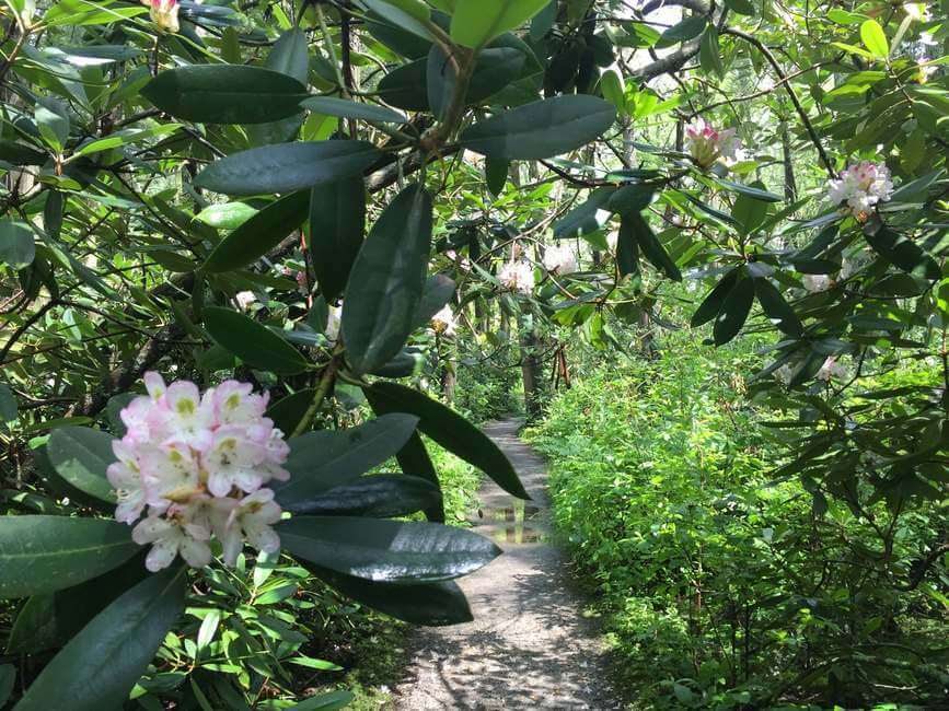 Pachaug State Forest Rhododendron Sanctuary