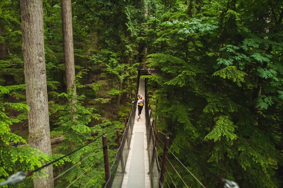 Suspension Bridge Forest Hike Vancouver British Columbia
