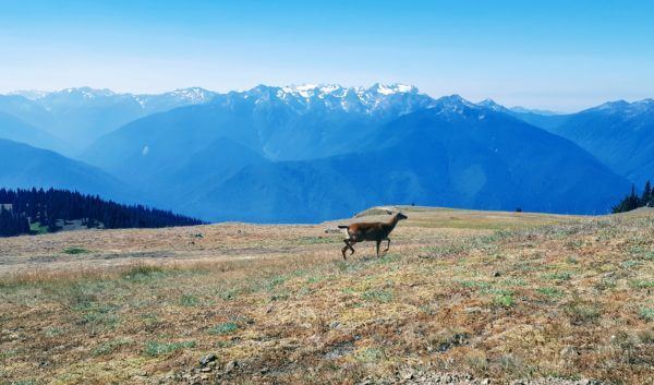 Deer on Hurricane Ridge, Olympic National Park, Washington