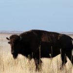 Bison at Antelope Island, Utah