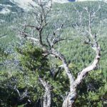 Bristlecone Pine in Great Basin National Park