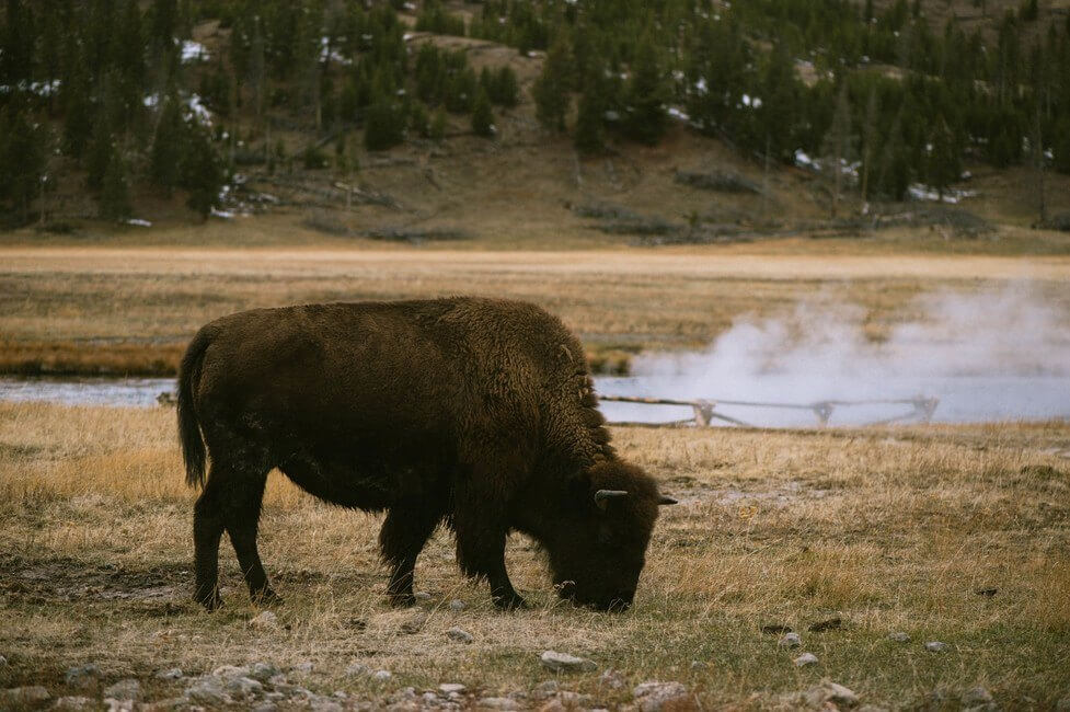 Buffalo grazing in Yellowstone National Park