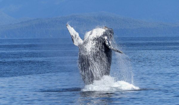 Humpback Whale Big Sur