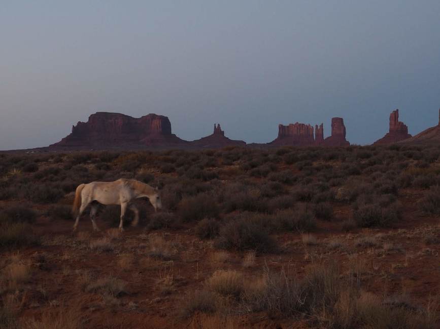 Monument Valley Horse
