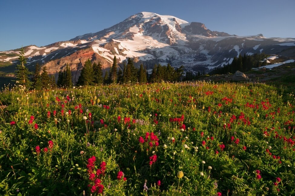 A dramatic and colorful view of Mt. Rainier with wildflowers in full bloom