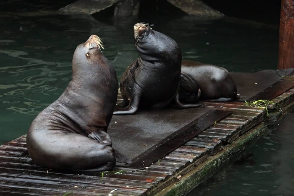 Oregon Coast Sea Lions