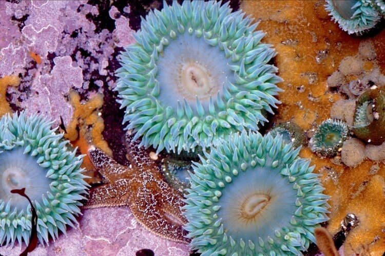 Oregon Coast Tidepool