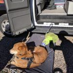 Dog Day Bed Outside Campervan