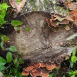 Soldiers Creek Trail Florida Mushrooms