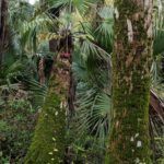 Soldiers Creek Trail Florida Palm Tree Moss