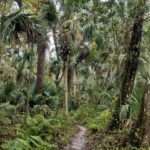 Soldiers Creek Trail Florida Palmettos