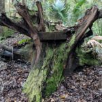 Soldiers Creek Trail Florida Tree