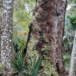 Spring Hammock Preserve Cypress Oaktree Palmetto